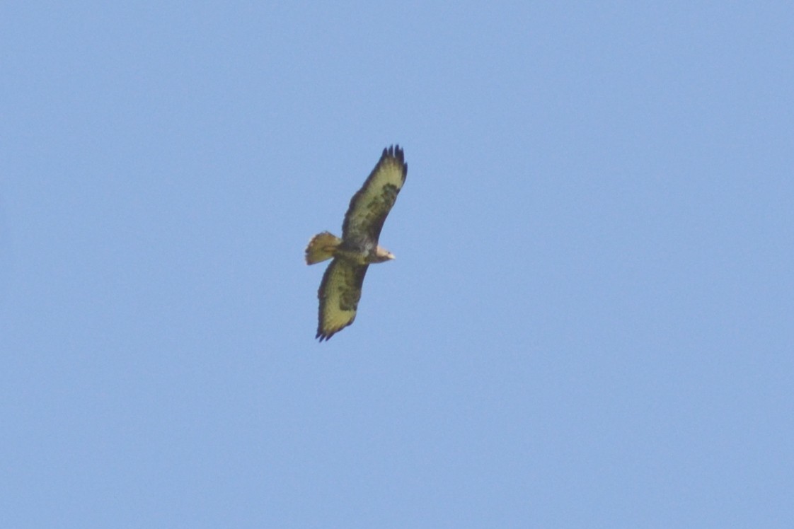 Common Buzzard - ML615676328