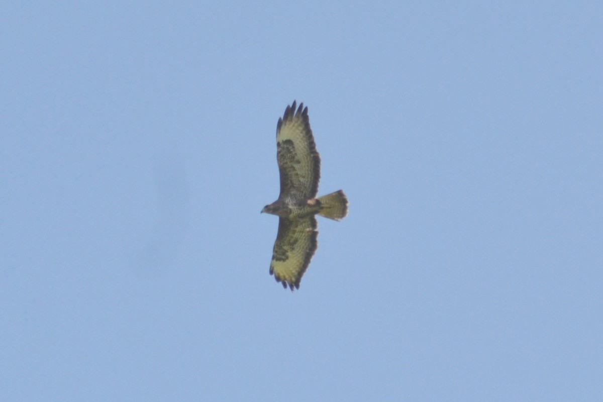 Common Buzzard - ML615676336