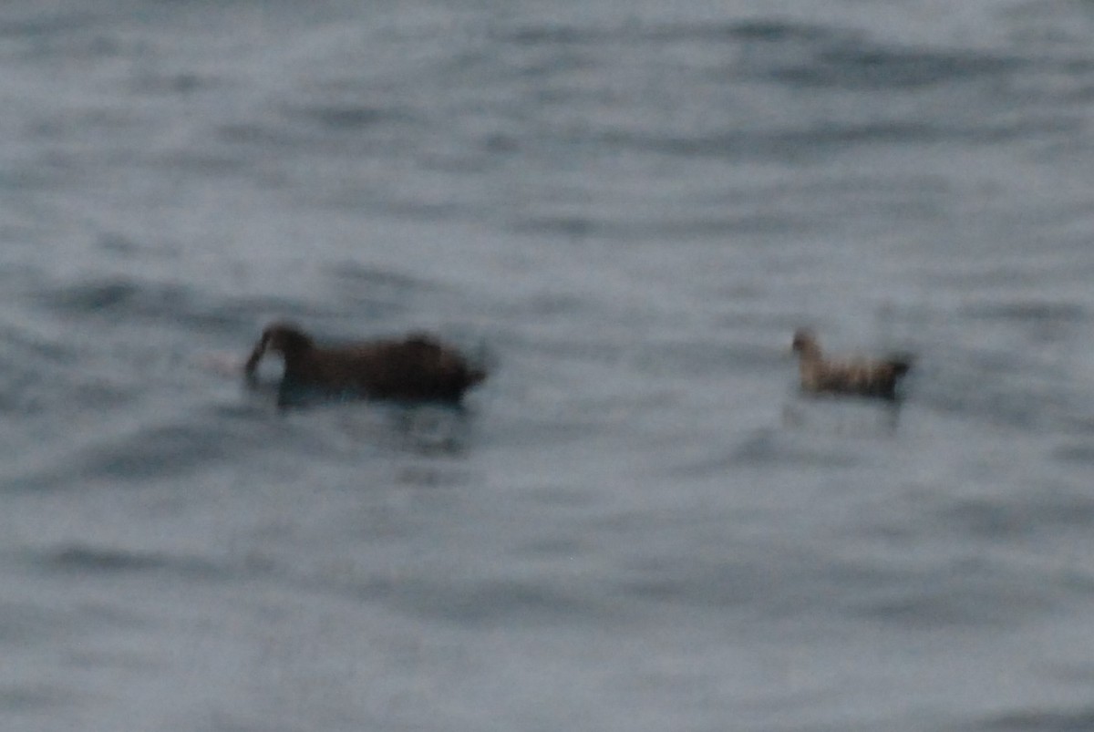 Pink-footed Shearwater - ML615676414