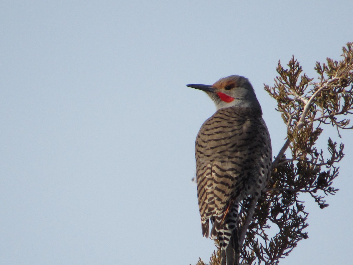 Northern Flicker (Red-shafted) - ML615676444