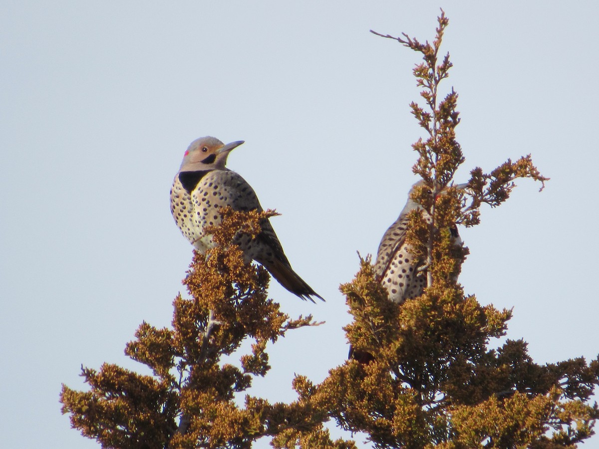 Northern Flicker (Red-shafted) - ML615676448