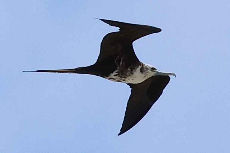 Magnificent Frigatebird - ML615676576