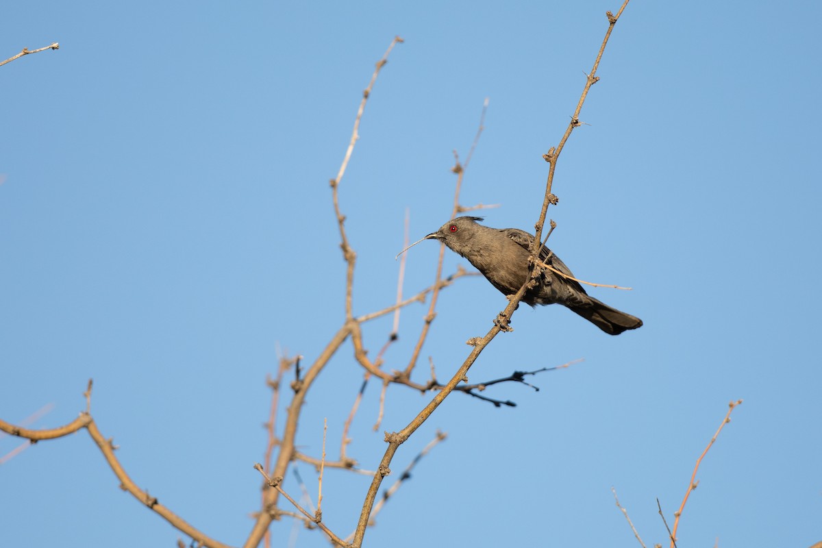 Phainopepla - Michael Sadat