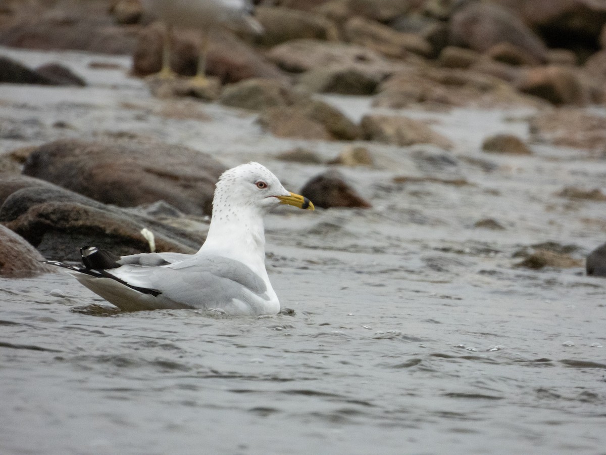 Ring-billed Gull - ML615676631