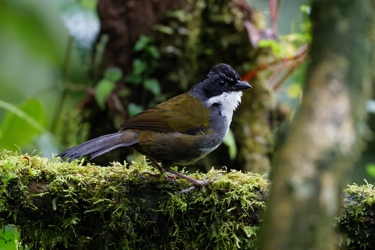 Gray-browed Brushfinch - ML615676662