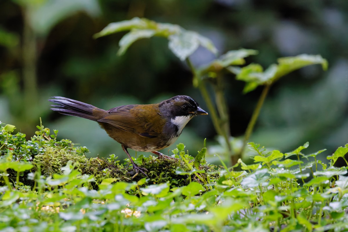 Gray-browed Brushfinch - ML615676663