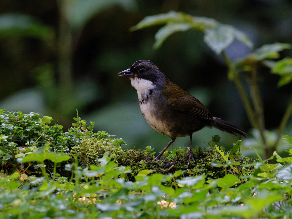 Gray-browed Brushfinch - ML615676665