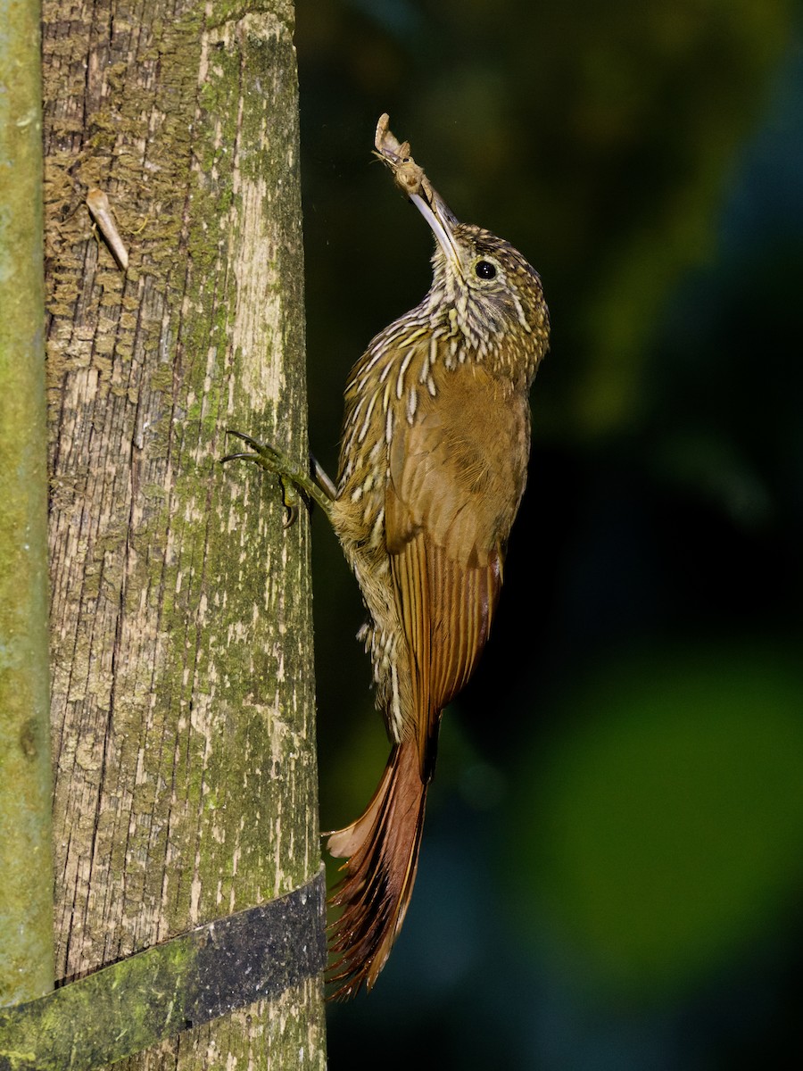 Montane Woodcreeper - ML615676674