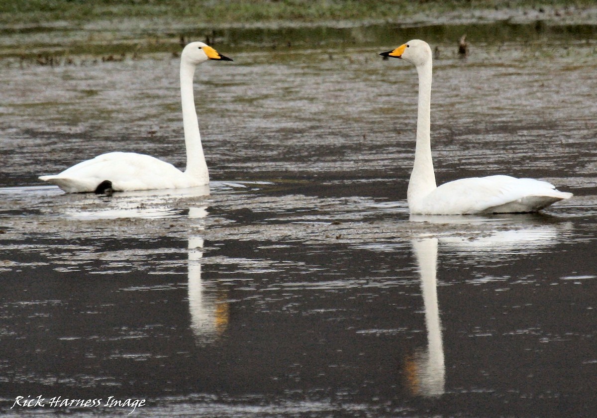 Whooper Swan - ML615676721