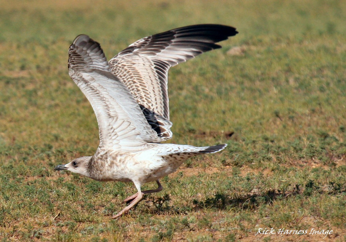 goéland ou mouette sp. - ML615676723