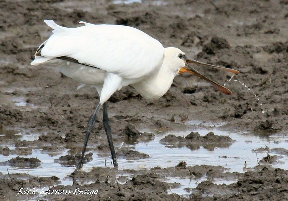 Eurasian Spoonbill - ML615676728