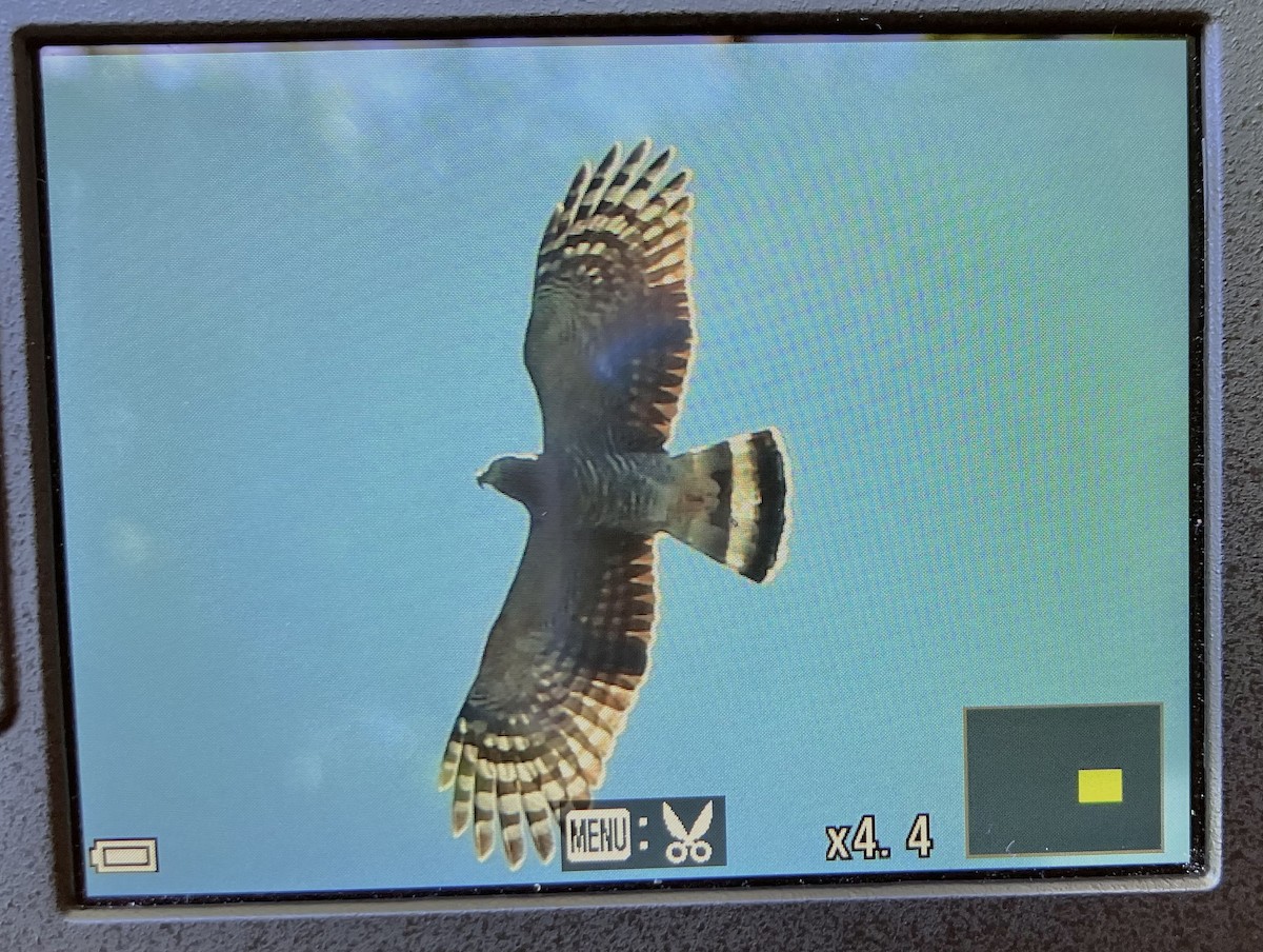 Hook-billed Kite - ML615676729