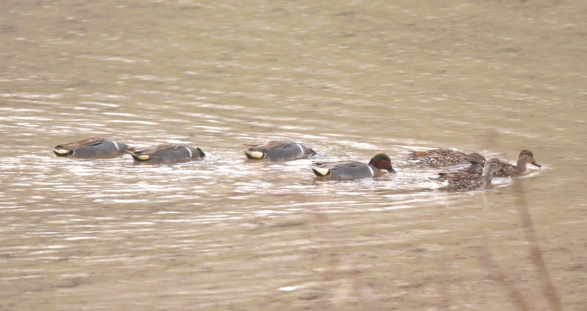 Green-winged Teal - ML615676755