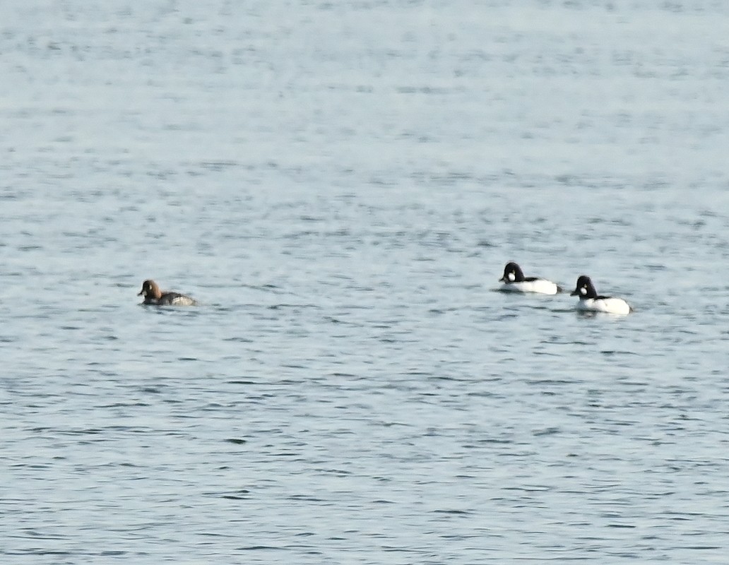 Common Goldeneye - Regis Fortin