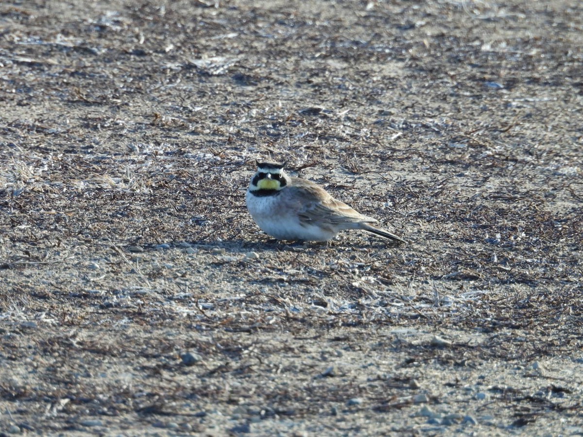 Horned Lark - ML615676843