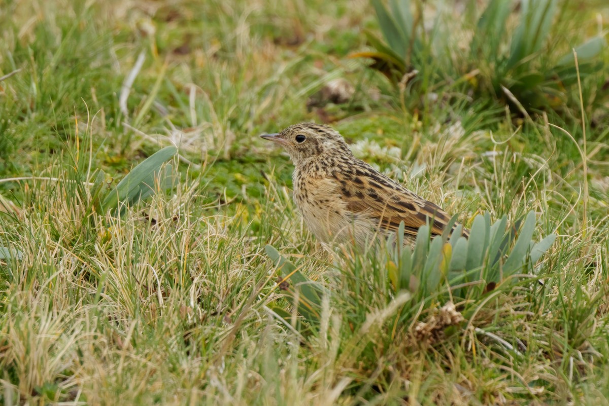 Pipit du paramo - ML615676857