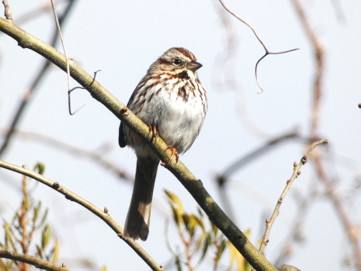 Song Sparrow - Paul King