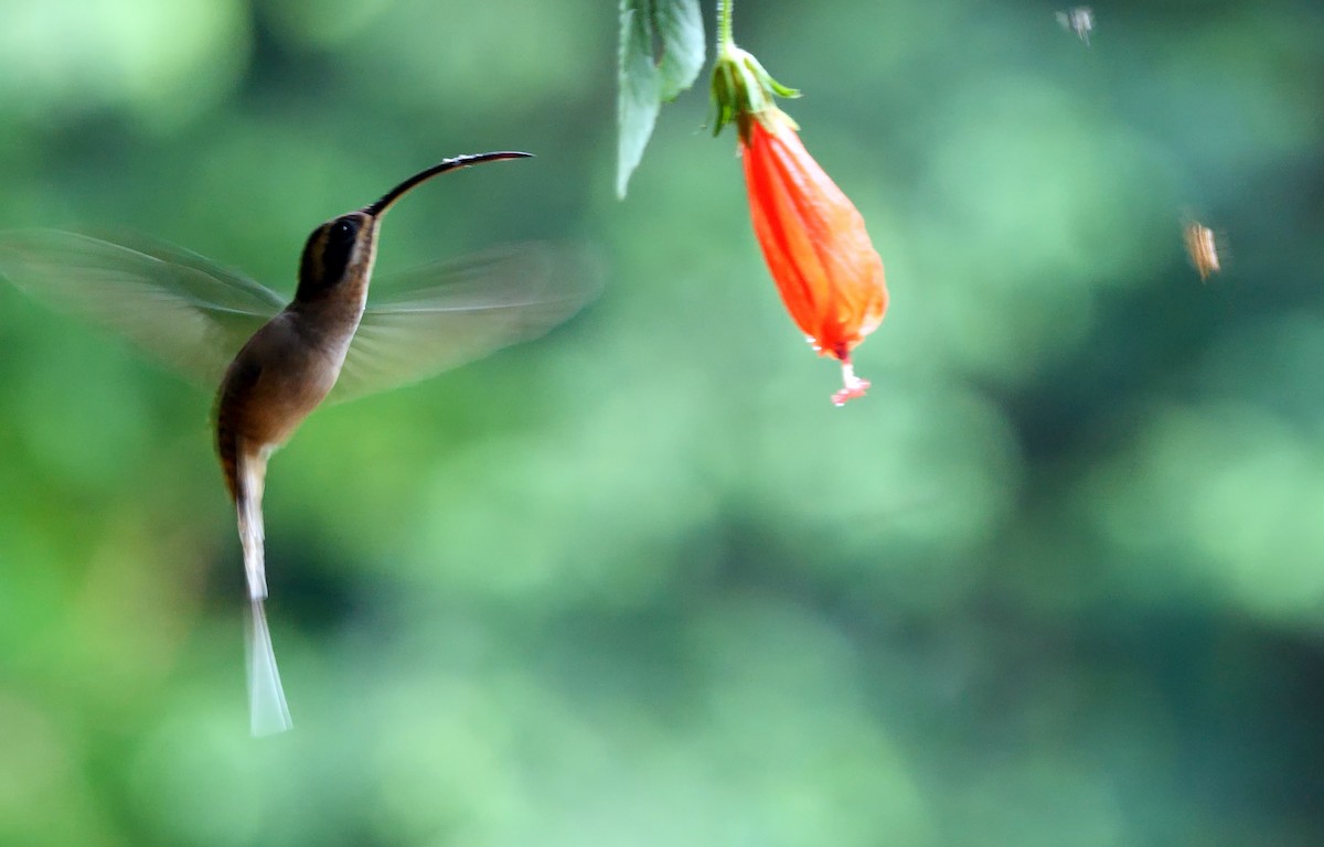 Long-billed Hermit - ML615676885