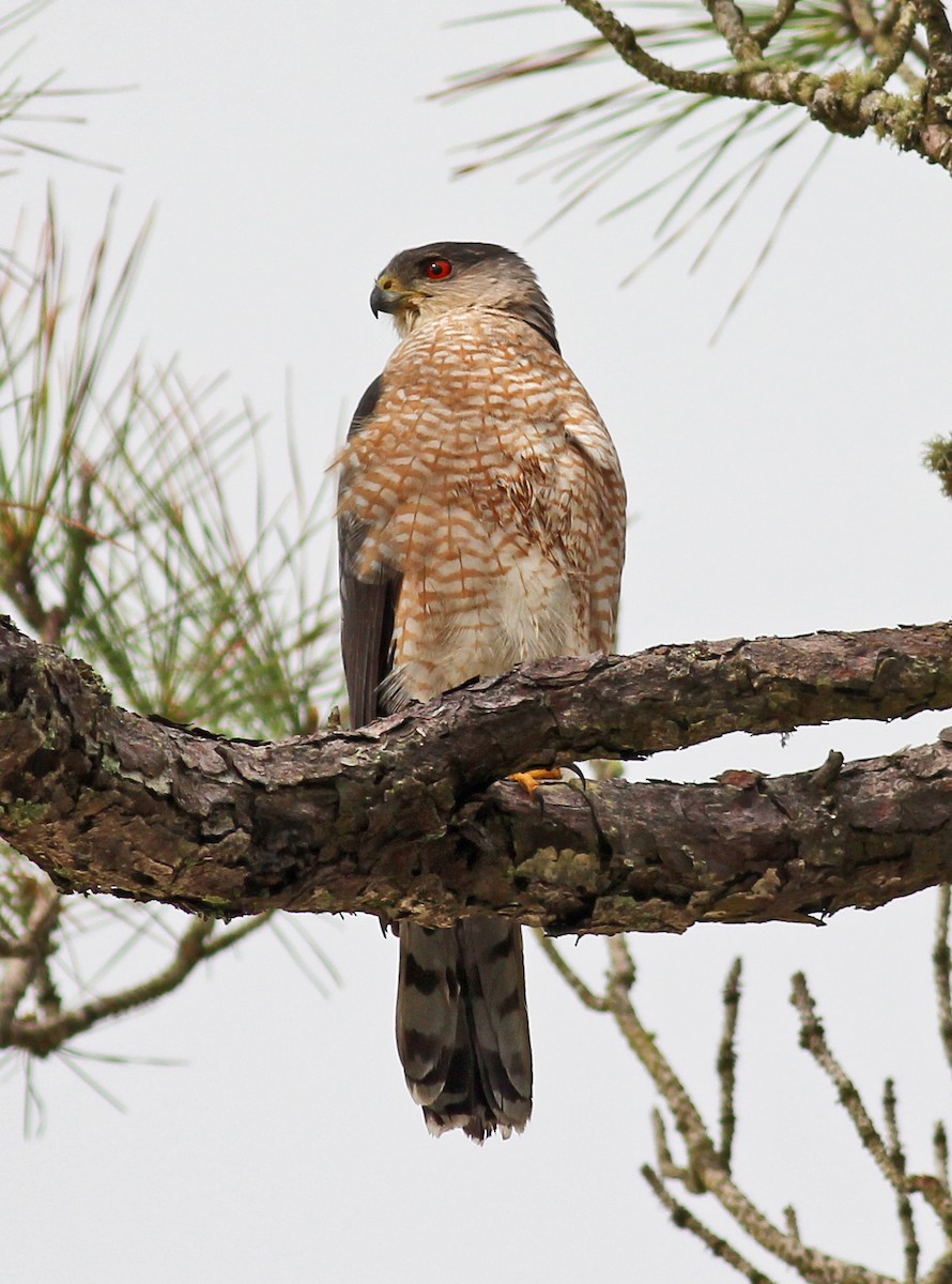 Cooper's Hawk - ML615676898