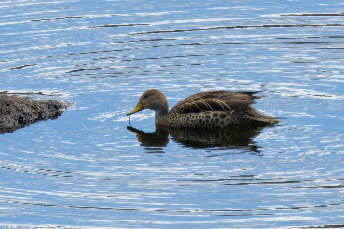 Yellow-billed Pintail (South American) - ML615676909