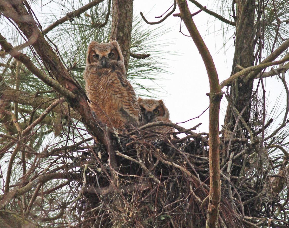 Great Horned Owl - ML615676911