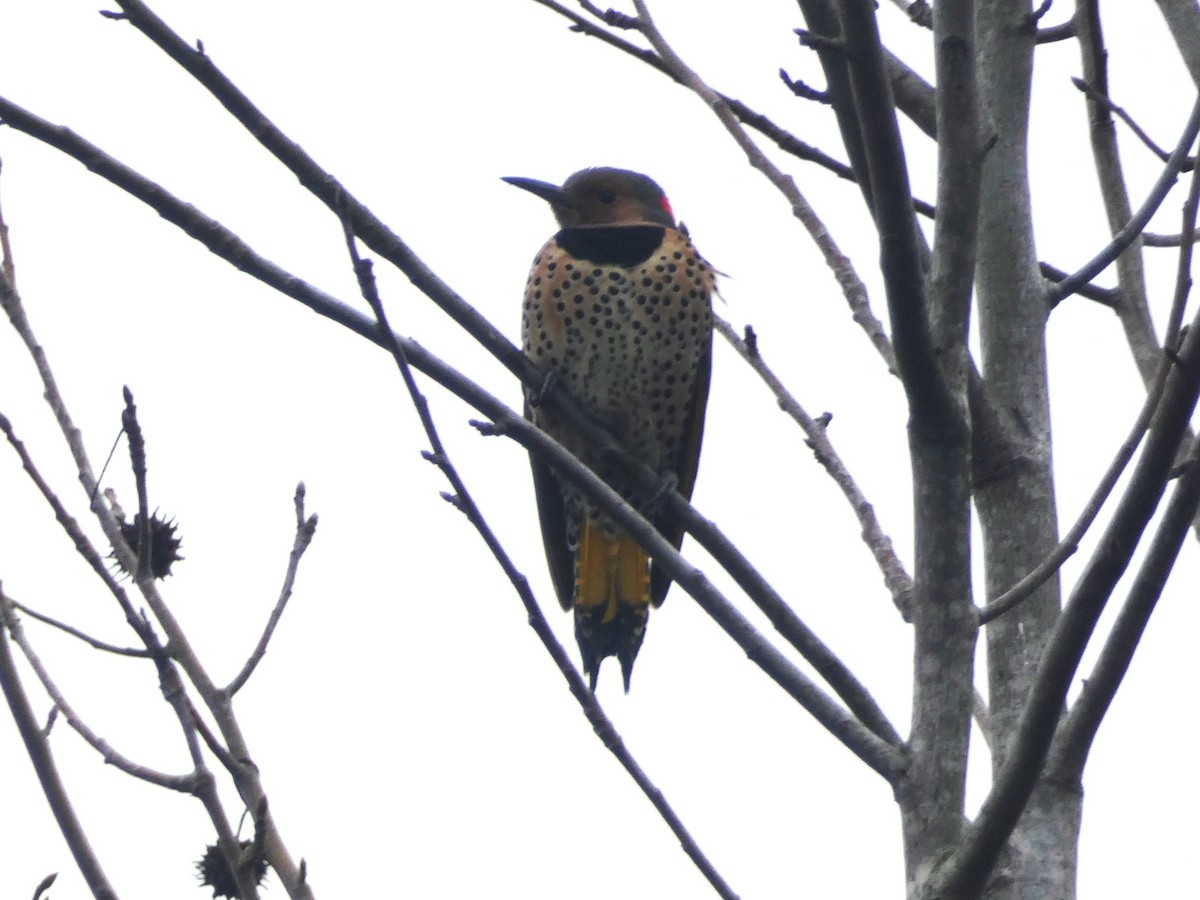 Northern Flicker - Paul King