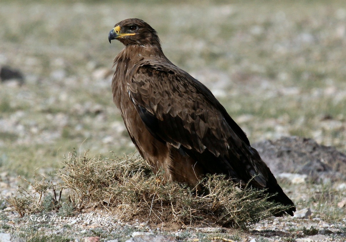 Steppe Eagle - ML615676918