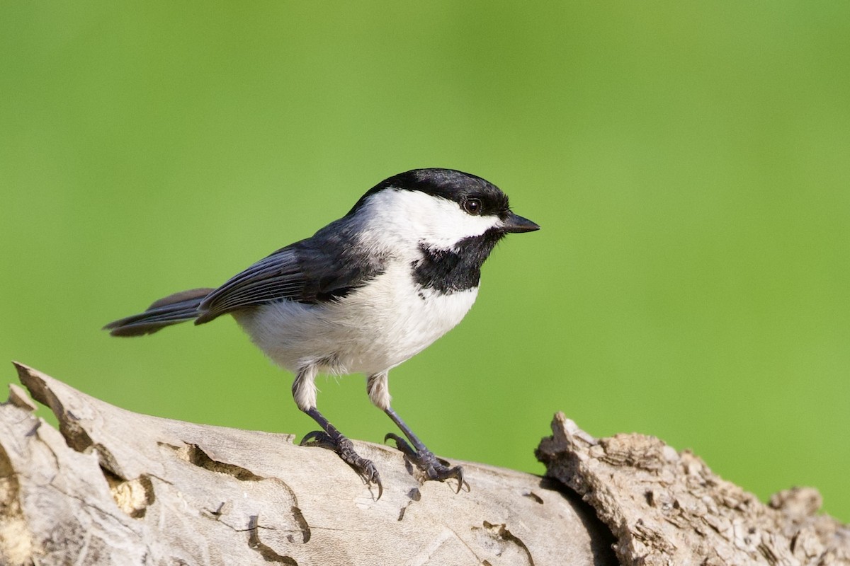 Mésange de Caroline - ML615676929