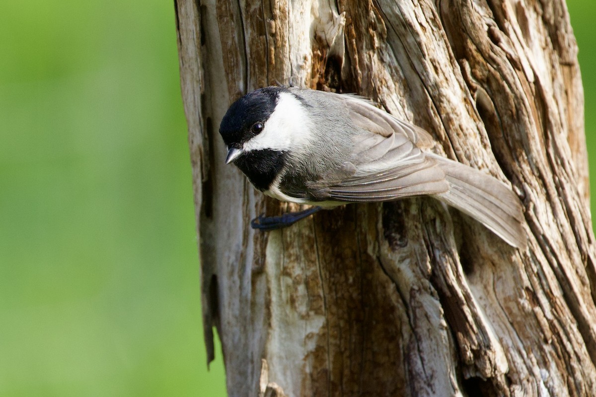 Mésange de Caroline - ML615676932