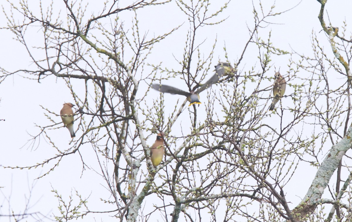 Cedar Waxwing - ML615676940