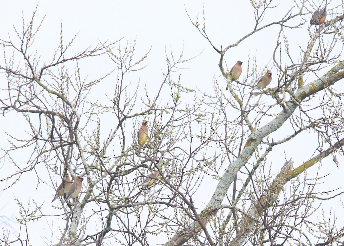 Cedar Waxwing - ML615676948