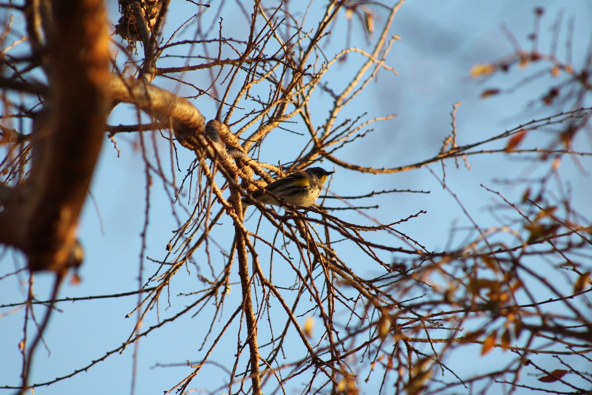 Yellow-rumped Warbler - ML615676959