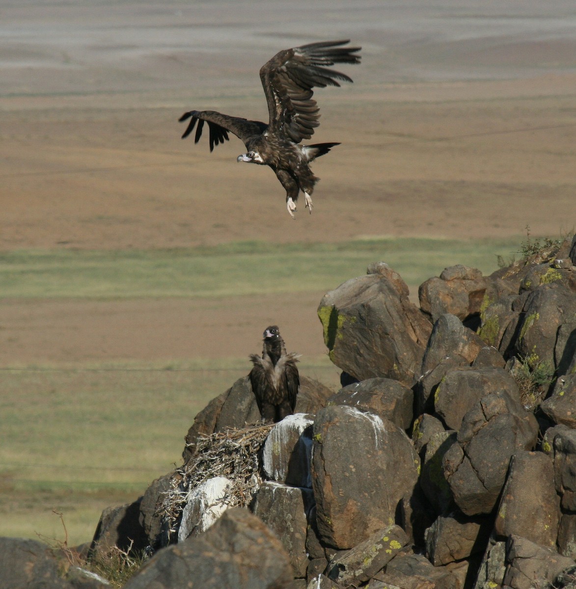 Cinereous Vulture - Rick Harness