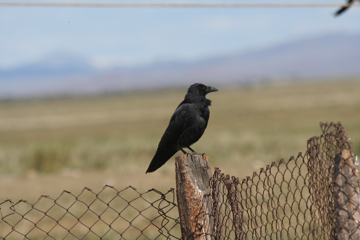 Carrion Crow - ML615677054