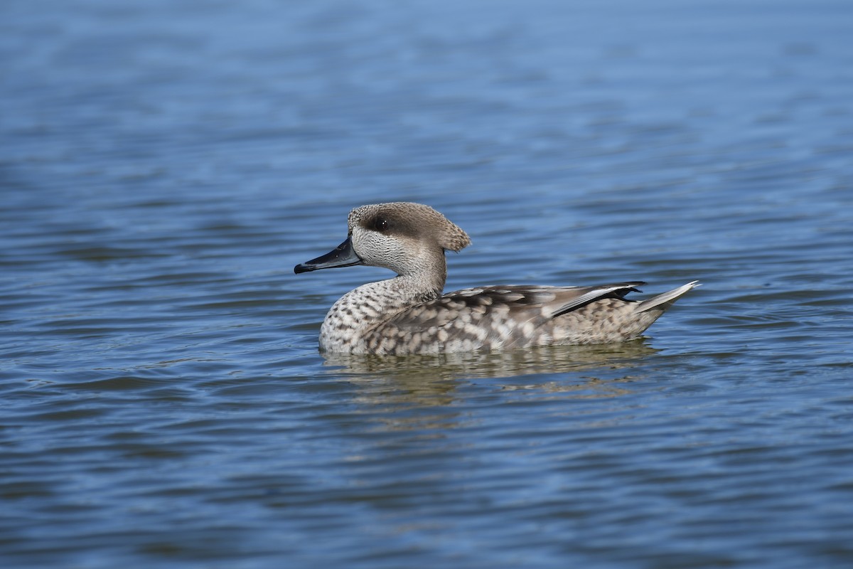 Marbled Duck - ML615677055