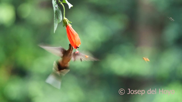 Long-billed Hermit - ML615677057