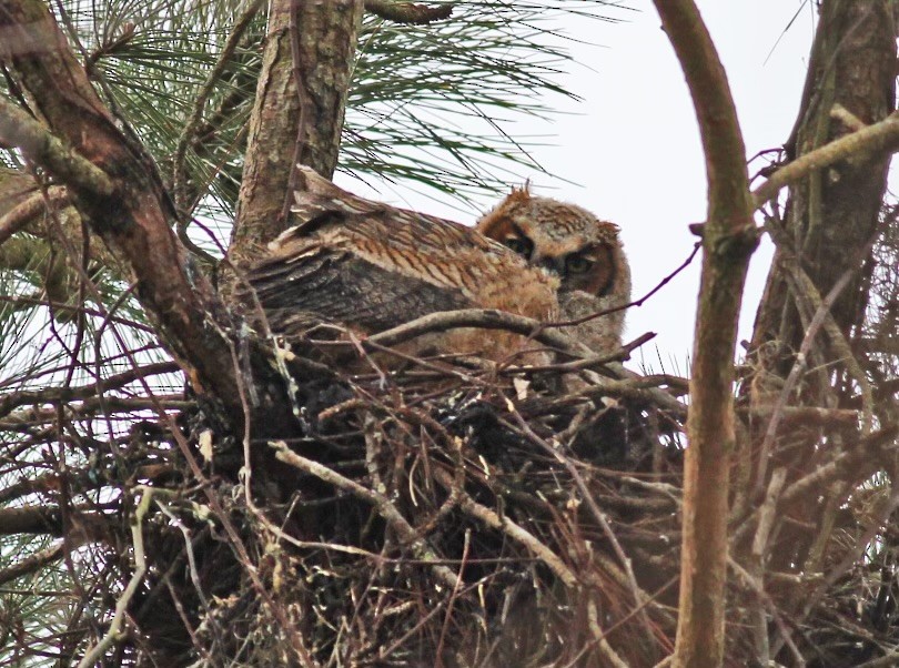 Great Horned Owl - ML615677085