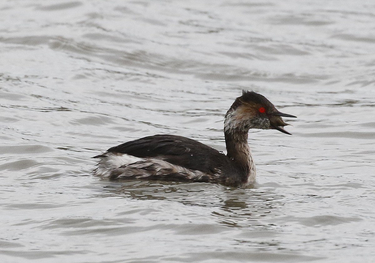 Eared Grebe - ML615677092