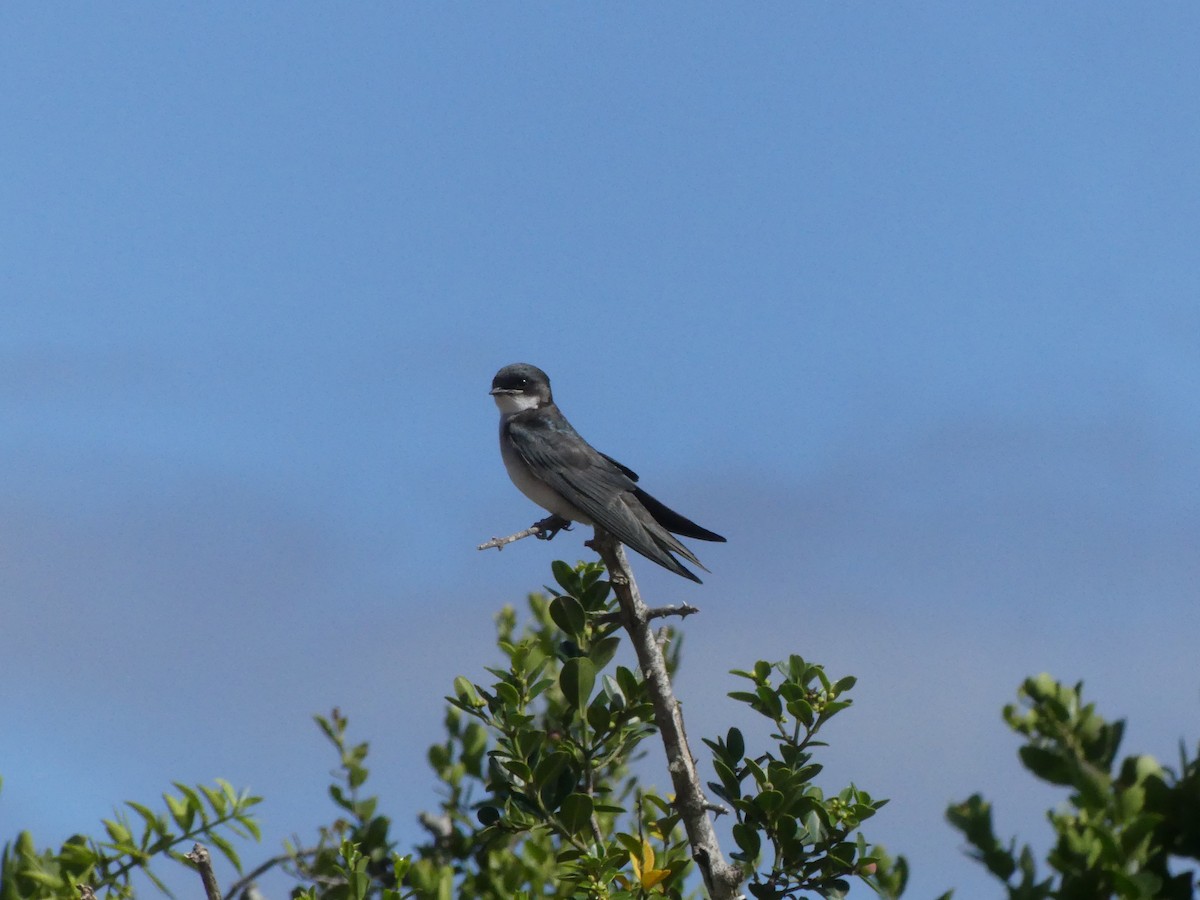 Pearl-breasted Swallow - Guy RUFRAY