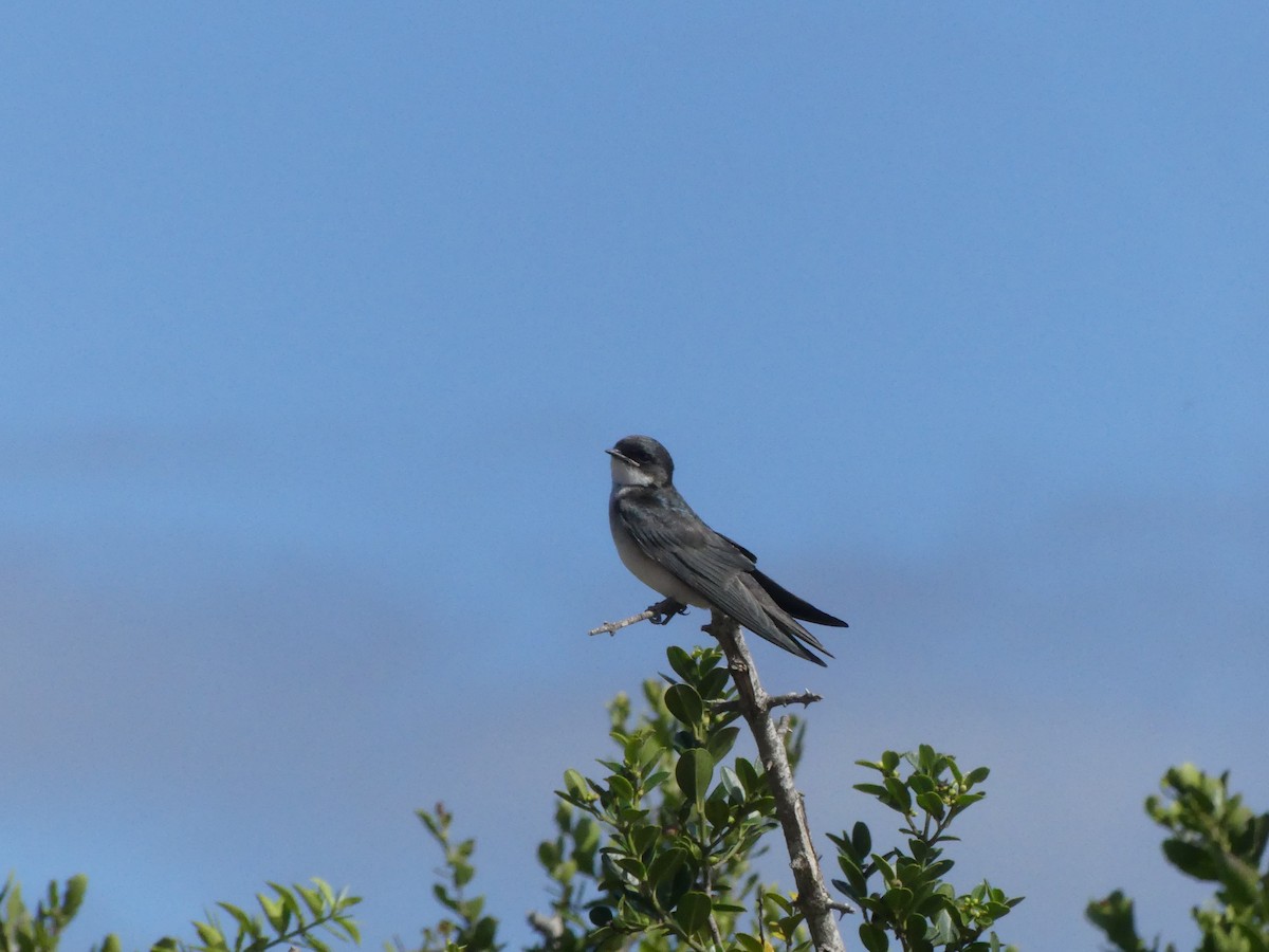 Pearl-breasted Swallow - Guy RUFRAY