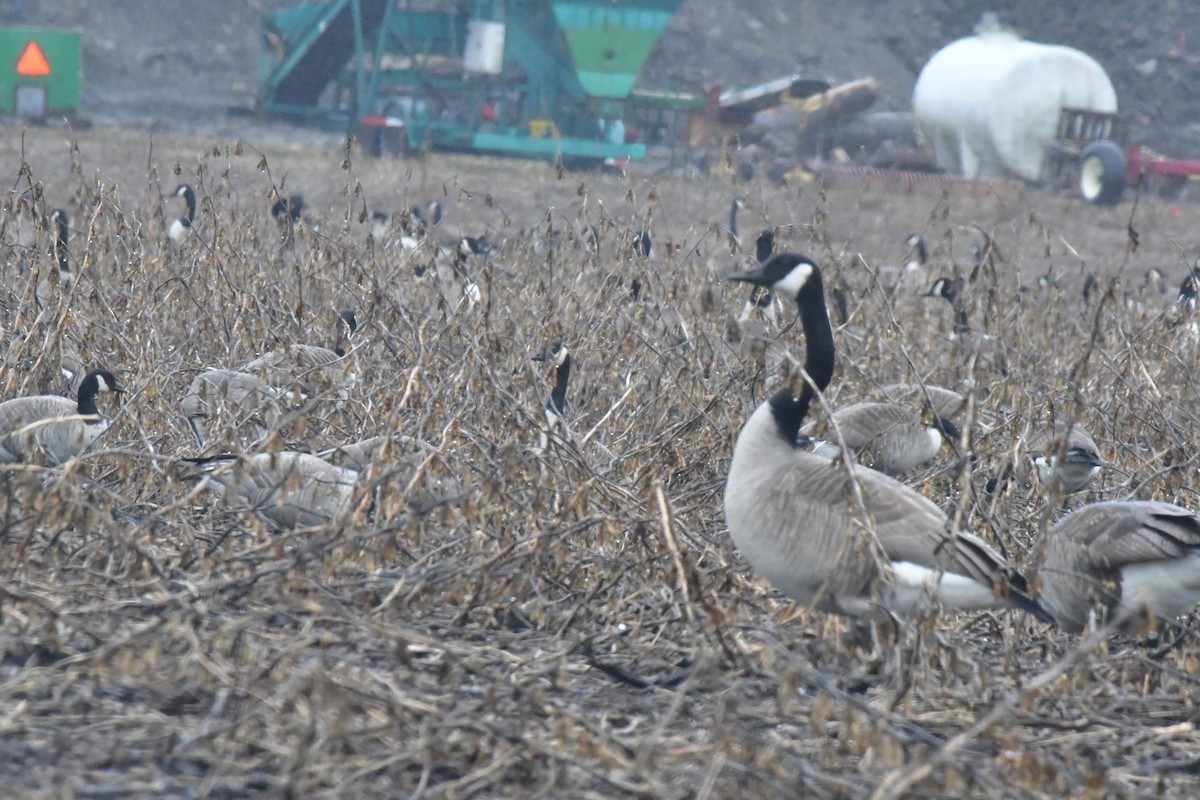 Cackling Goose - Sue Palmer