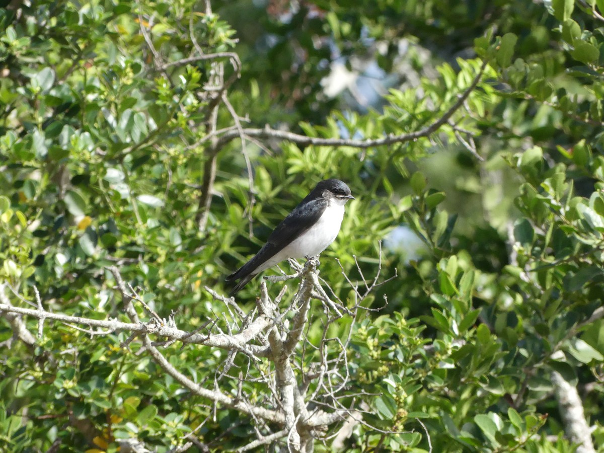 Pearl-breasted Swallow - ML615677096