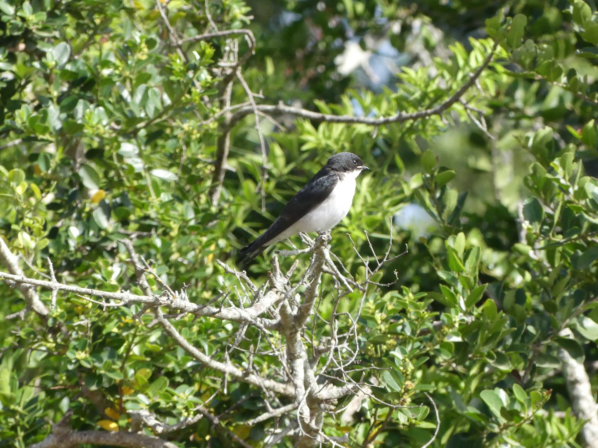 Pearl-breasted Swallow - Guy RUFRAY