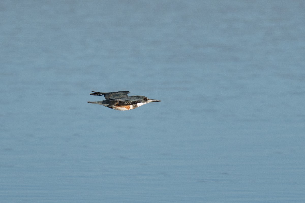 Belted Kingfisher - ML615677108