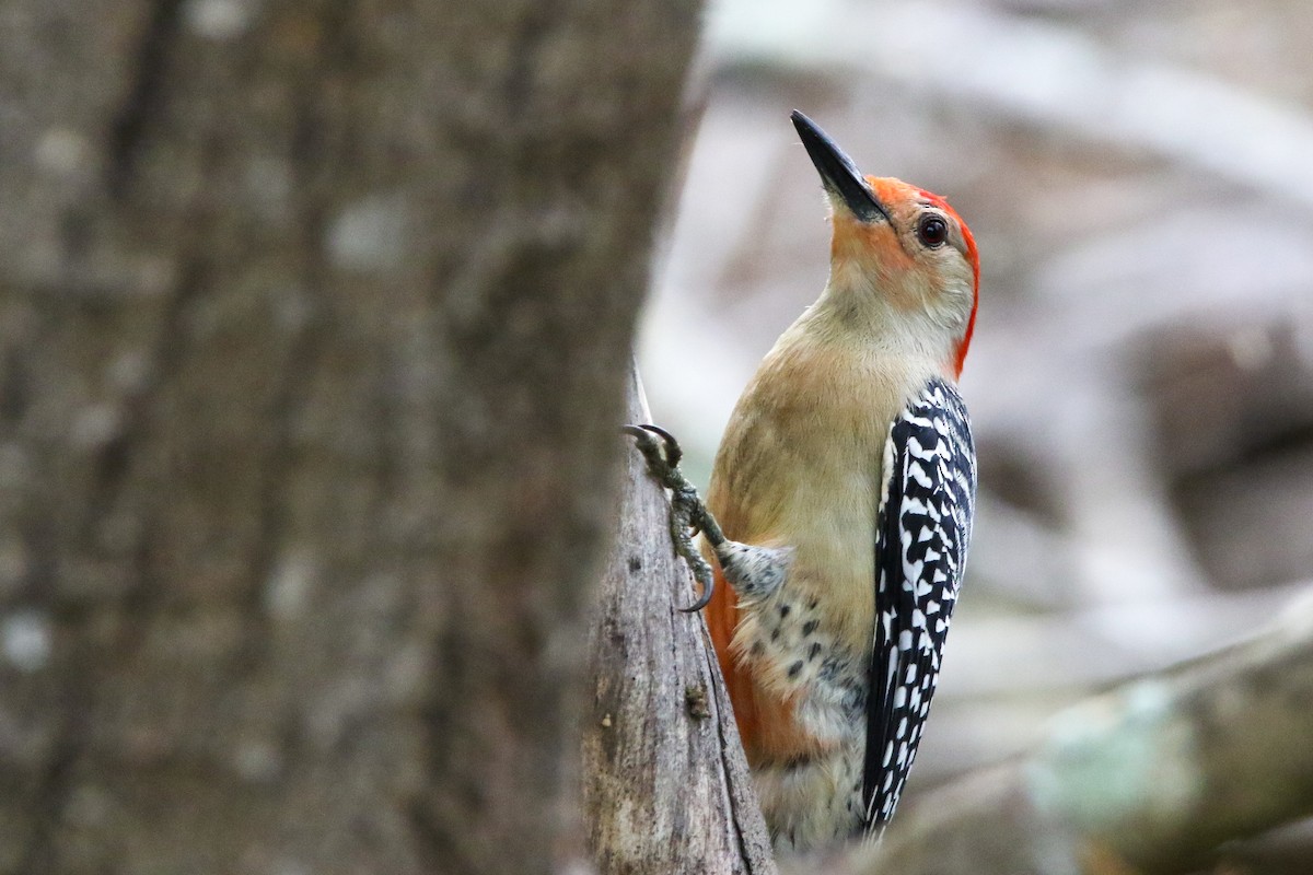 Red-bellied Woodpecker - ML615677122