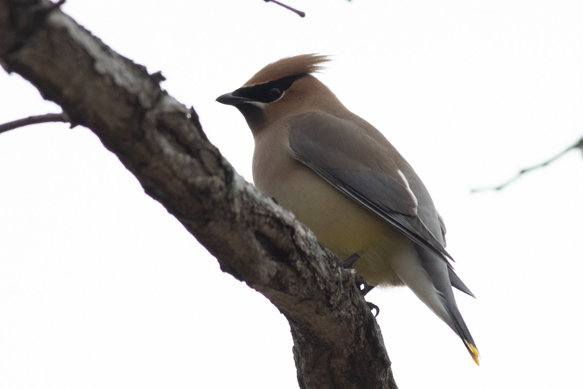 Cedar Waxwing - Timothy Graves