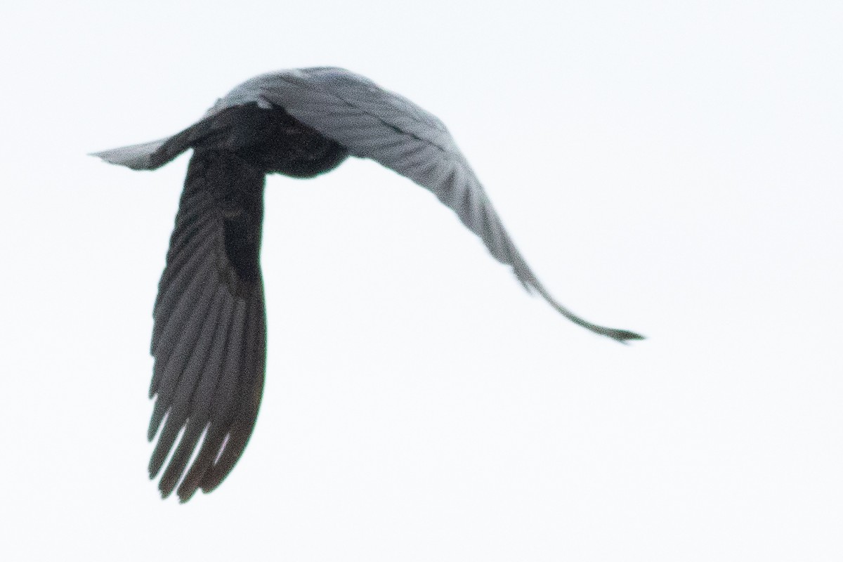 Boat-tailed Grackle - Timothy Graves