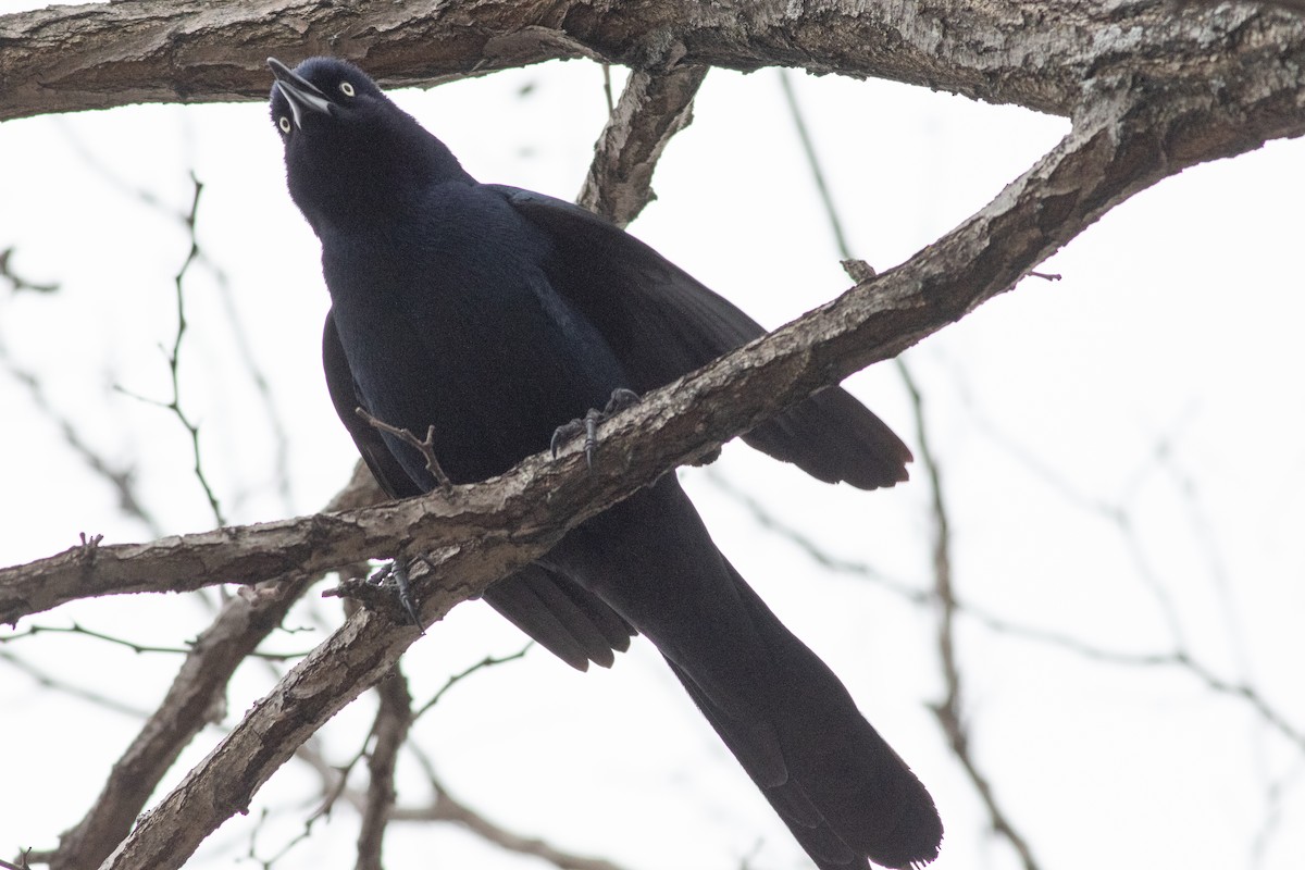 Boat-tailed Grackle - ML615677220