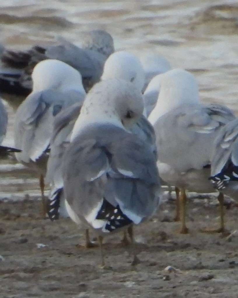 gull sp. - ML615677267