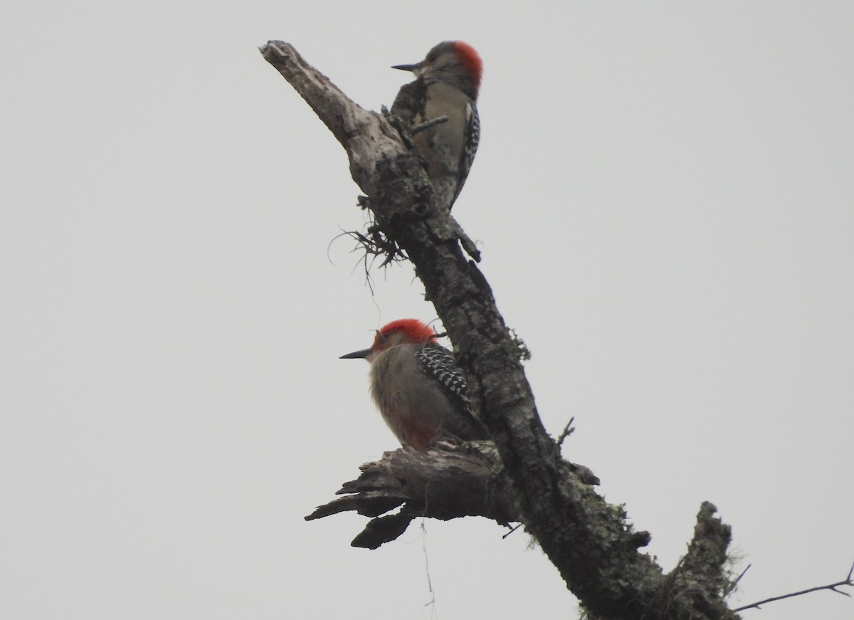 Red-bellied Woodpecker - Christine Rowland